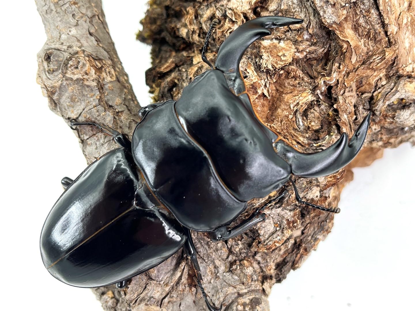 Amazon | 【DDA】インドアンタエウス(ガントク産) 成虫ペア プレゼント